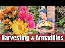 🍁 Armadillo-Proofing My Garden & Autumn Abundance Harvest 🌿 | Chrysanthemums, Meyer Lemons, & More!