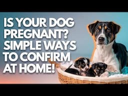 कैसे जानें कि आपका कुत्ता गर्भवती है? घर पर आसान उपाय || Is Your Dog Pregnant? Check at Home?