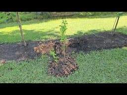 Annonas Sugar Apples Cherimoya in ground Zone 8a North Carolina.