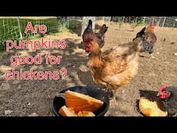 Why I Give Pumpkins to my Backyard Chickens