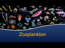 Marine Biology at Home 7: Zooplankton