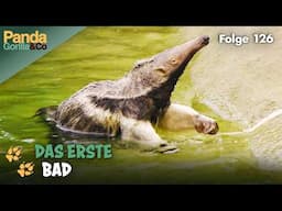 Ameisenbär Adolphos erste Schwimmversuche im Zoo | Panda, Gorilla & Co.