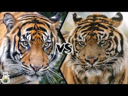 Bengal Tiger vs Sumatran Tiger - Who Would Win?