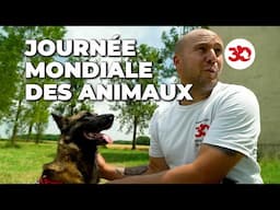 Une journée pour célébrer les animaux... et leurs protecteurs !