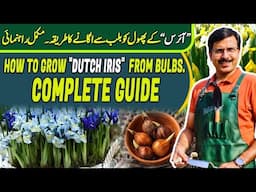 How to grow "DUTCH IRIS"  from bulbs | Gardening With Javed Iqbal