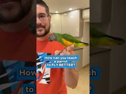 How Can You Teach a Parrot to Fly Better??