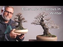 Bonsaify | Relax and Watch: Two Beautiful Elm Bonsai