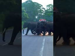 Elephant Herd Thanks Drivers After Crossing the Road