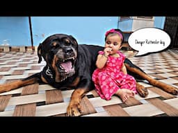 My dog protect my baby || funny dog video | snappy girls #dog #rottweiler #therott #funny ||