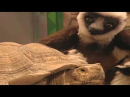 Zoboomafoo with the Kratt Brothers! BIG LIZARDS | Full Episodes Compilation