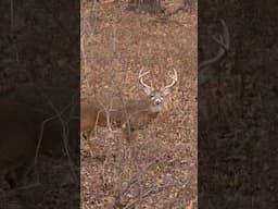 The Rut Is Here! #deerhunting #hunting #whitetaildeer #bowhunting #archery #deerseason #shorts