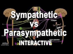 NEW: INTERACTIVE Animation: The Autonomic Nervous System (ANS)