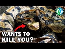 The Truth About Rattlesnakes That Nobody Talks About