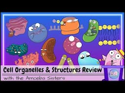 Cell Organelles and Structures Review