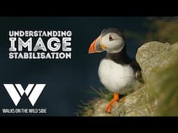 Image stabilisation: everything a wildlife photographer needs to know