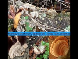 Monday's Mushroom, Episode 25: Turkey Tail Lookalikes