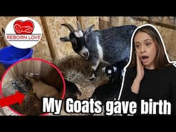 My Goats gave birth on the same day! 6 new baby goats are born Reborn Love Vlogs