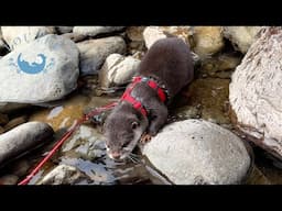 Otter Found Fish In The River And Got Hungry.