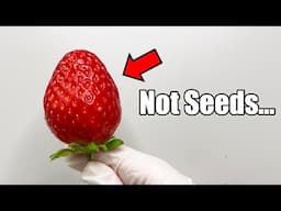 White Dots on Strawberries are Not Seeds - Strawberry Dissection