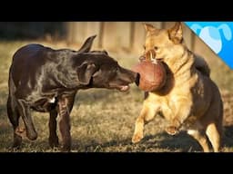 Top 4 Dog Breeds for Playing Football!