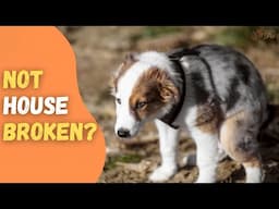 How to Deal With a Dog That Is Not Housebroken