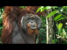 ROMEO'S MOVE TO A SANCTUARY ISLAND FOR UNRELEASABLE ORANGUTANS