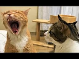 Funniest Animal Moments 2023 😂 Funniest Cats and Dogs 😺🐶 Ep 110 | Funny Pet