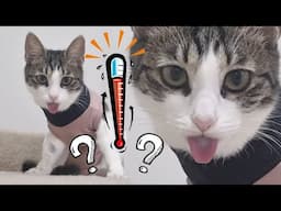 Why Does The Kitty Shows Her Tongue To Everybody?