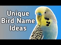 Top 30 Best Pet Bird Names: Names From My Flock!