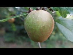 A celebration of heritage apples