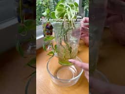 How to save your rotting water propagation cuttings #propagation #houseplants #indoorplants