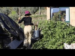 The Challange Growing Sweet P🥴tatoes || Raised Bed || Deep Bed || No Dig Bed