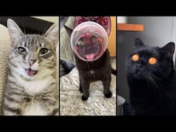 Cute and funny CATS 🐱Videos🔶 Сompilation # 42🔶