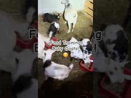 Food training baby goats #fypシ゚viral #fyp #babyanimals #cute #goat #dairy #milk #shorts #shortvideo