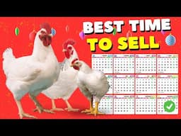 Best time to start selling Christmas chicken | Christmas Opportunity