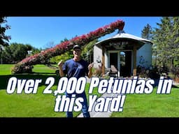 Over 2000 Wave Petunias in this Yard! Check It Out  #graingbin #antiquefarm #farmequipment