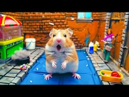 Live 🛑🐾 Hamster Escapes the Maze of Obstacles in Real Life 🔥 Hamster Life