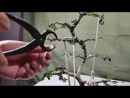 How to Make Bonsai - Nursery Stock Troubleshooting (Chinese Elm)