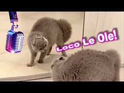 🎵 LOCO CAT (ft. The Dancing Cat) The Singing Cat Song