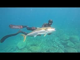 Where to find fish in New Zealand? | Reef Edge SPEARFISHING