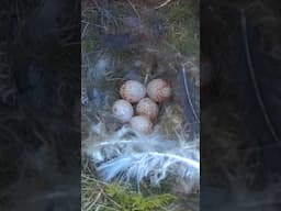 Big News !! #nest #birds #birdslover #nesting #nestbox #shorts #incubation #pets #bird