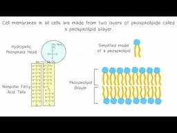 Lipids AP Biology