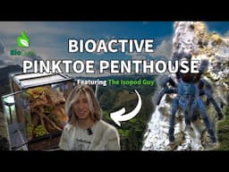 Building a Tropical Arboreal Bioactive Terrarium for a Pinktoe Tarantula Avicularia avicularia