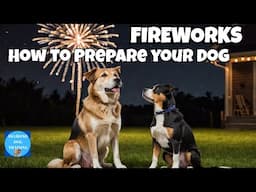 How To Prepare Your Dog For The Fireworks