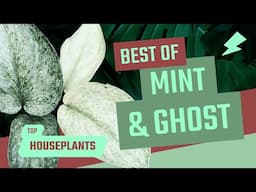 BEST MINT AND GHOST HOUSEPLANTS!