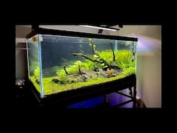 This is My 40g Aquascape