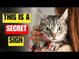 10 Secret Things Cats Do When They Love You | Did You Know?