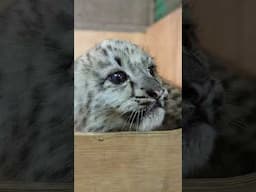 Today is #sonanddaughterday! So here's 5 week old Zaya and Attan 🥹 #son #daughter #snowleopard