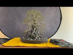 We are The Bonsai Supply is live!