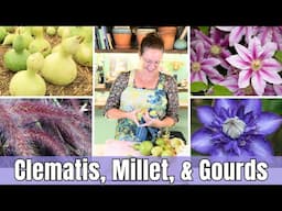 When to Prune CLEMATIS for Maximum Blooms 🌸 | Pruning Groups Explained + Harvesting Seeds & Gourds!